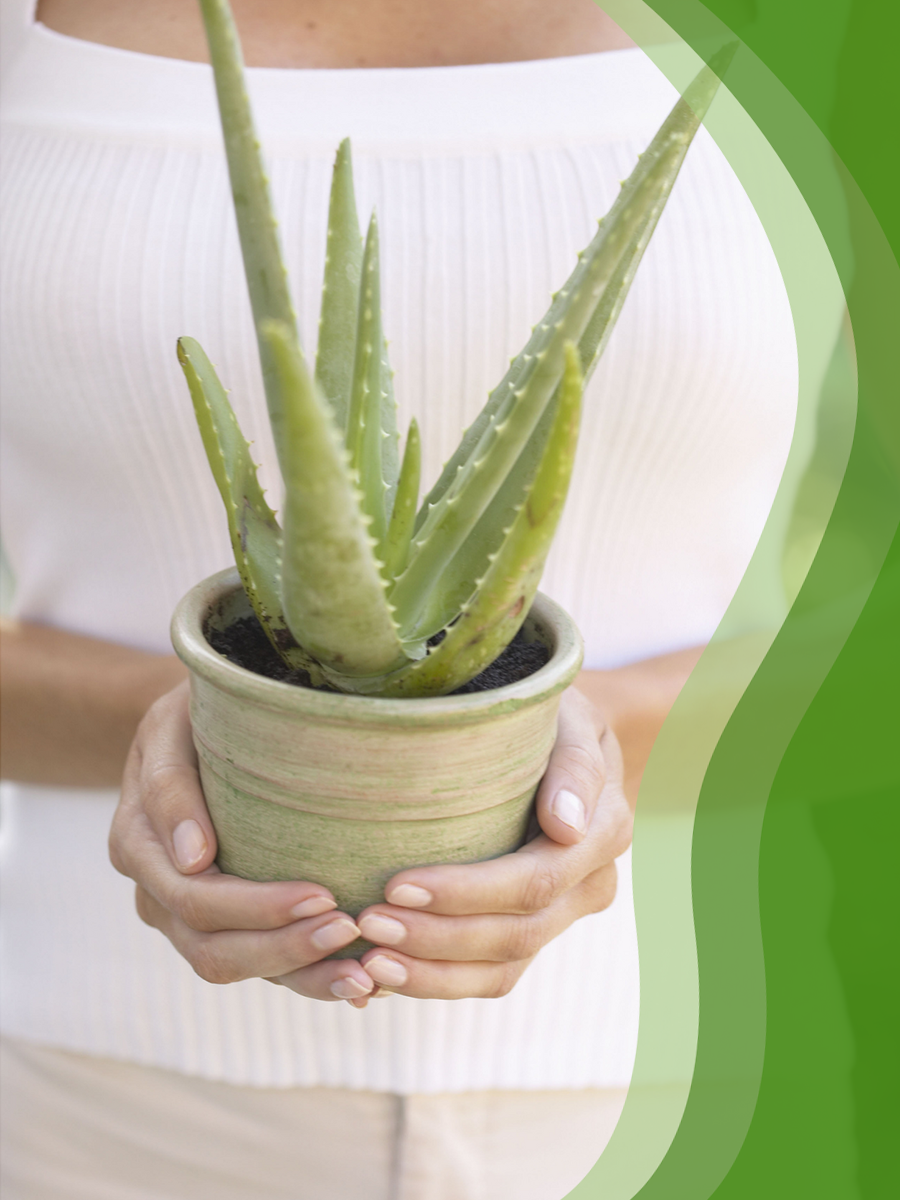 Daily Greens Formula Aloe Life 120 Tabs