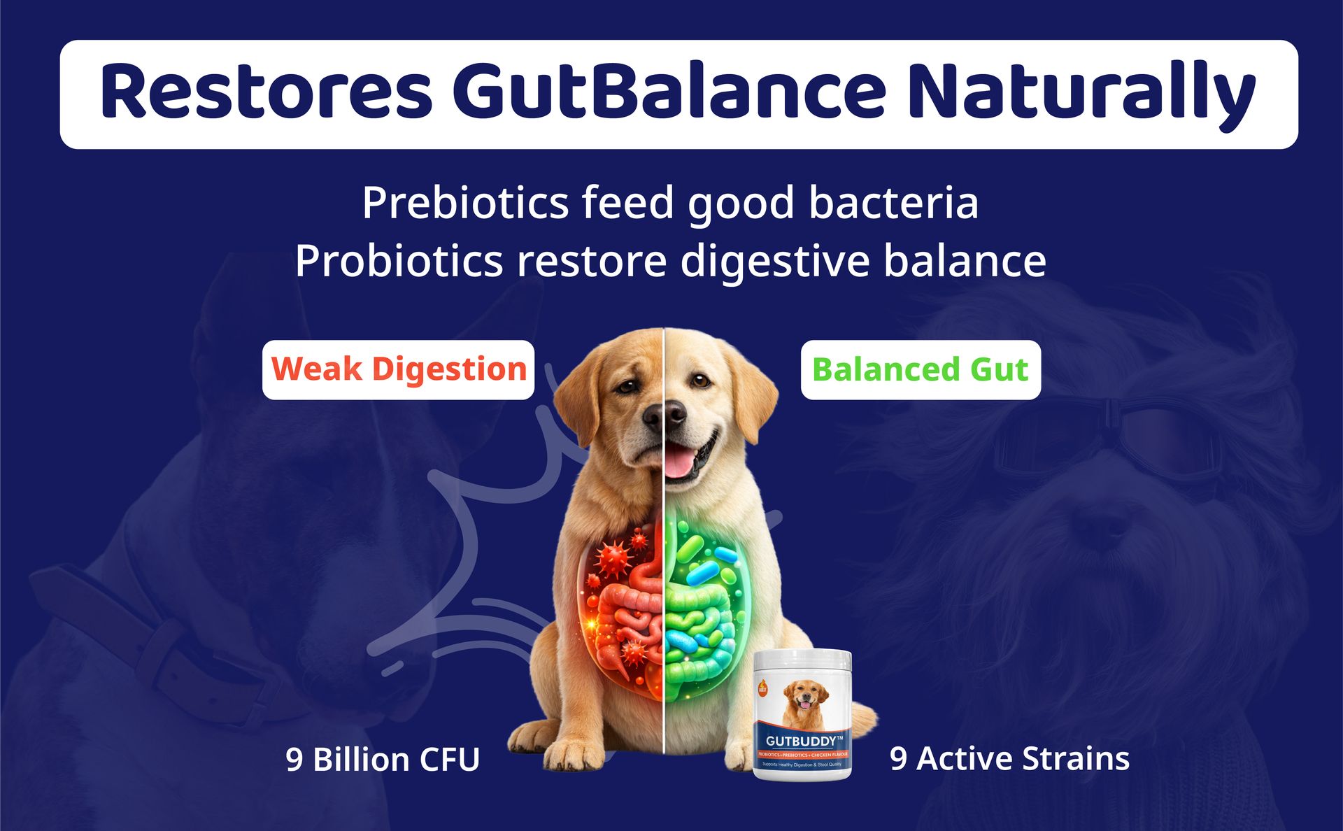 Boltz Pre & Probiotics for Dogs 200g | 9B CFU with Digestive Enzymes | Supports Digestion, Firmer Stools & Gut Balance | Helps Reduce Gas, Bloating, Skin Allergies, Scratching & Paw-Licking