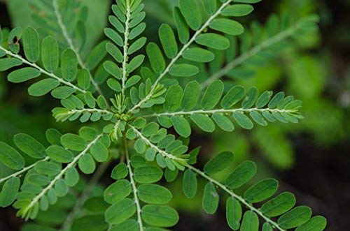 cedar-bear-chanca-piedra-phyllanthus-nir-4.jpg