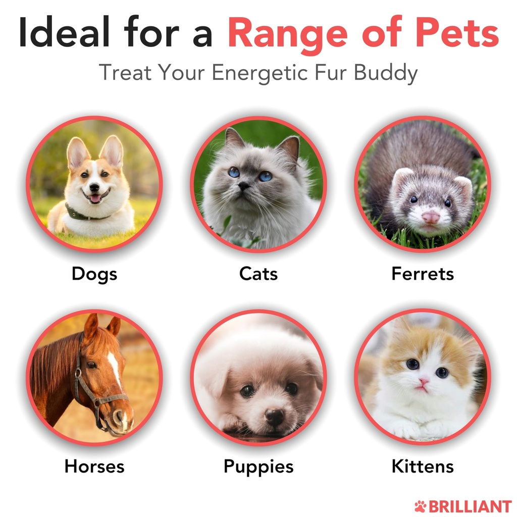 salmon-oil-for-dogs-healthy-skin-coat-al-4.jpg