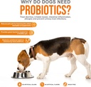 turkey-tail-mushroom-for-dogs-immune-sup-6.jpg
