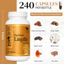 vita-green-lingzhi-mushroom-supplement-p-5.jpg