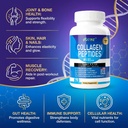 multi-collagen-peptides-for-women-men-18-5.jpg
