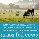 adrenergy-6-pack-best-process-alkaline-n-6.jpg