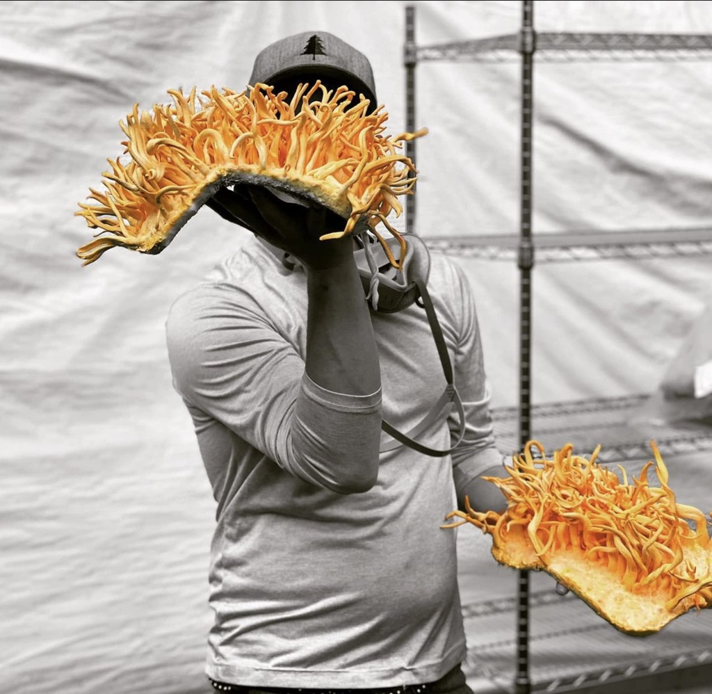 hodgins-harvest-organic-cordyceps-mushro-3.jpg