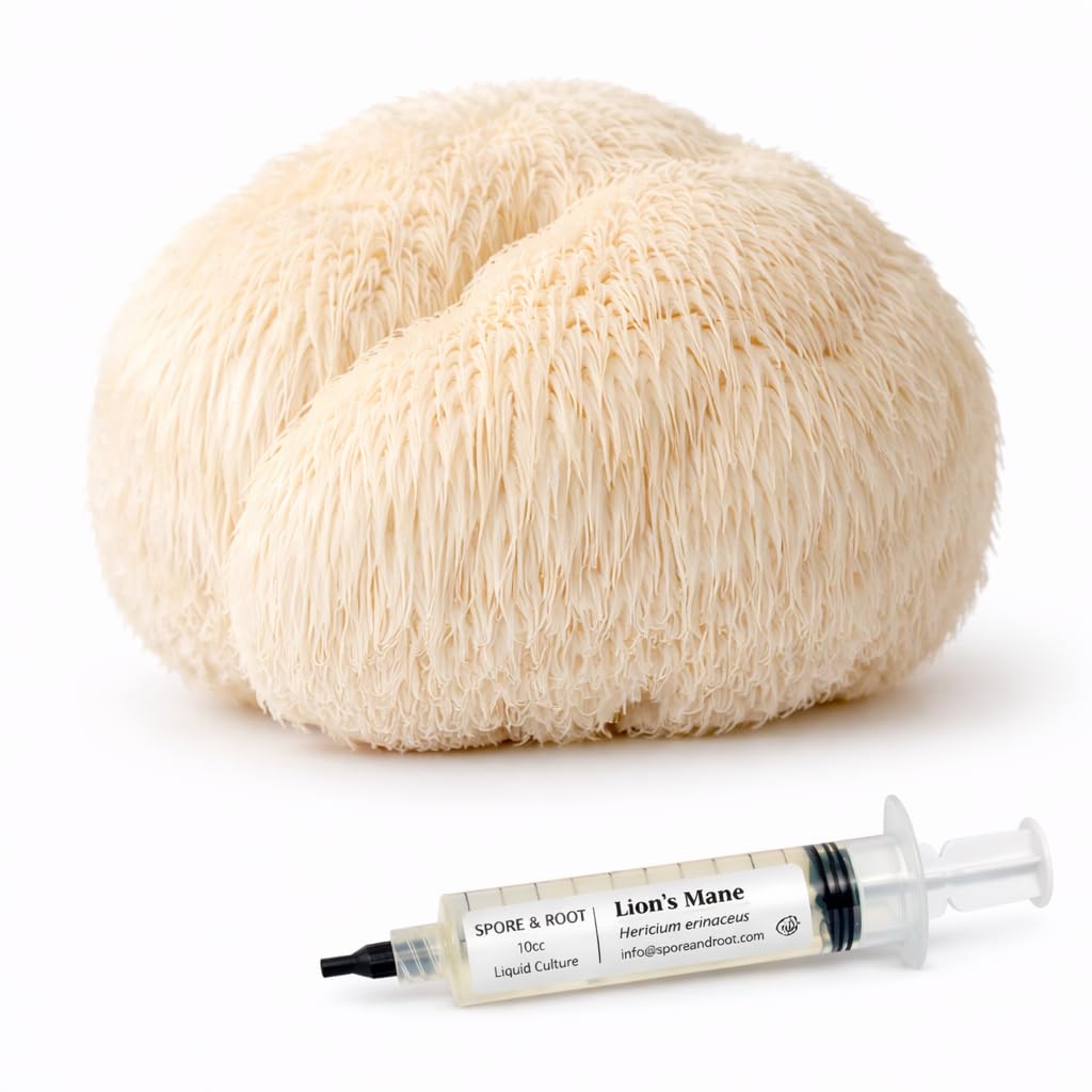 spore-root-lions-mane-liquid-culture-10m-6.jpg
