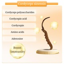 cheezhenghimalaya-cordyceps-capsules-imm-3.jpg