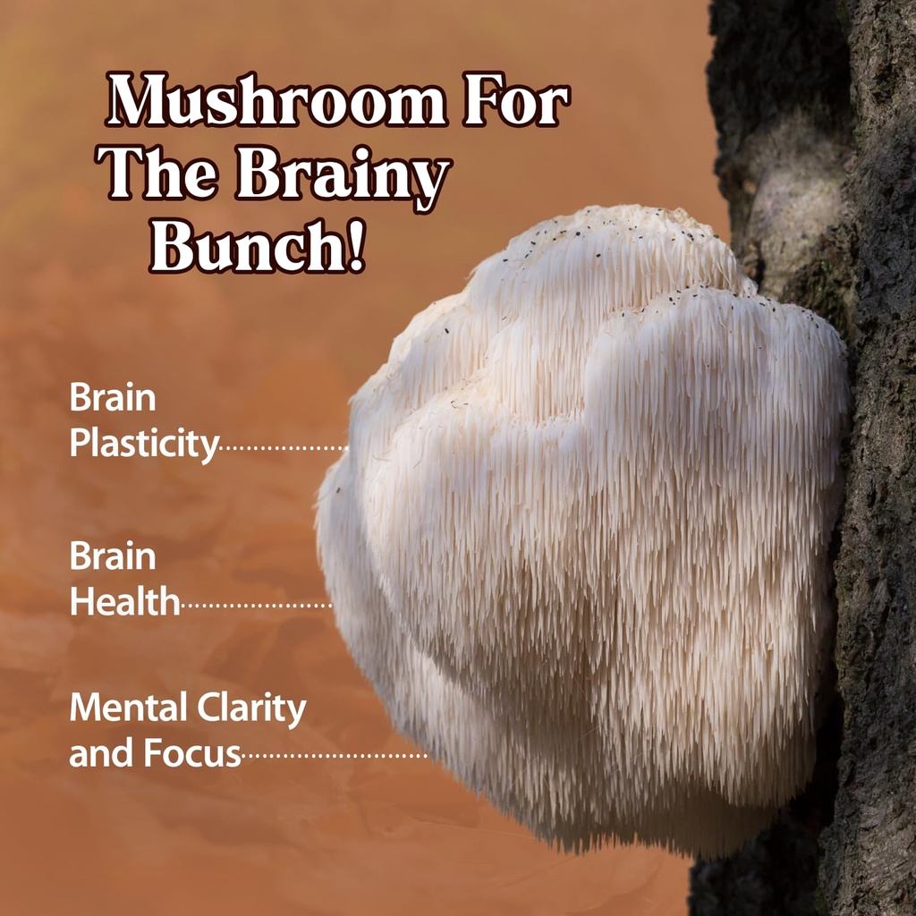 dragon-herbs-lion-s-mane-drops-mushroom--4.jpg