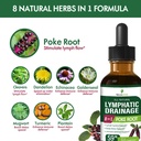 lymph-cleanse-herbal-drops-natural-poke--4.jpg