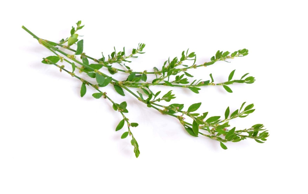 health-embassy-knotgrass-herb-polygonum--5.jpg