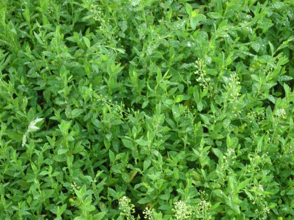 health-embassy-knotgrass-herb-polygonum--4.jpg