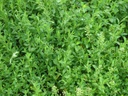 health-embassy-knotgrass-herb-polygonum--4.jpg