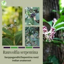 morsan-healthcare-rauwolfia-serpentina-s-3.jpg