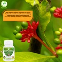 morsan-healthcare-rauwolfia-serpentina-s-4.jpg