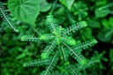 milk-thistle-supplements-uric-acid-natur-5.jpg