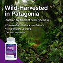 pure-maqui-berry-extract-capsules-for-an-4.jpg