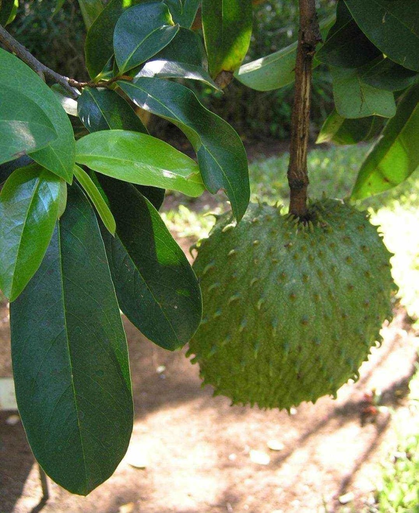 rastaman-stew-grounded-dried-soursop-tea-6.jpg