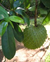 rastaman-stew-grounded-dried-soursop-tea-6.jpg