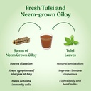 kapiva-wild-tulsi-giloy-juice-2l-fresh-t-61oSxHwIJZL.jpg
