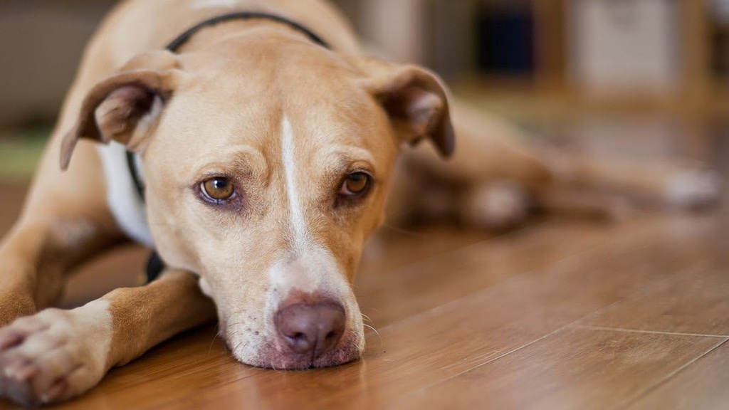 bladder-supplements-for-dogs---urinary-t-3.jpg