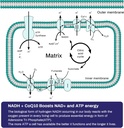 nadh-50mg-coq10-200mg-d-ribose-150mg-sup-3.jpg