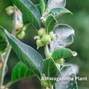 sewanti-organic-ashwagandha-powder-200g--5.jpg
