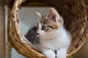 i-love-my-pets-llc-liver-support-for-cat-4.jpg