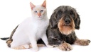 cat-urinary-tract-health---pets-urinary--3.jpg
