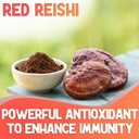 xprs-nutra-fungi-fusion-mushroom-blend-c-5.jpg