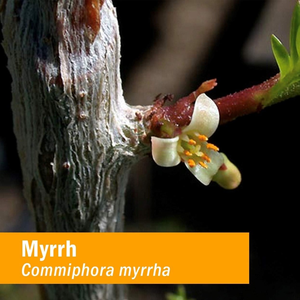 herb-pharm-myrrh-liquid-extract-for-immu-2.jpg
