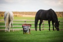 horse-guard-trifecta-10-lb-4-equine-vita-4.jpg