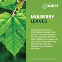 e2h-liquid-chlorophyll-and-ashwagandha-l-4.jpg