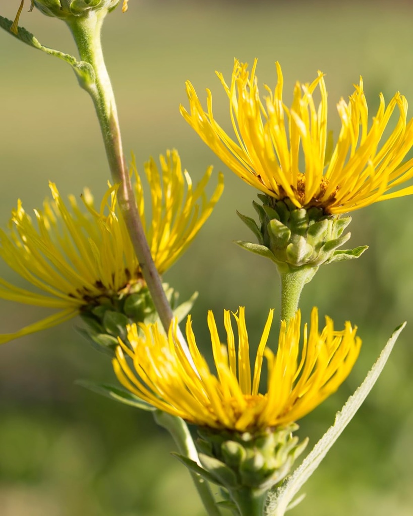 herb-pharm-certified-organic-elecampane--4.jpg