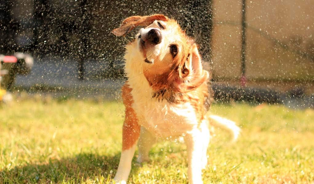 immune-boost-for-dogs---dog-hair-and-coa-3.jpg