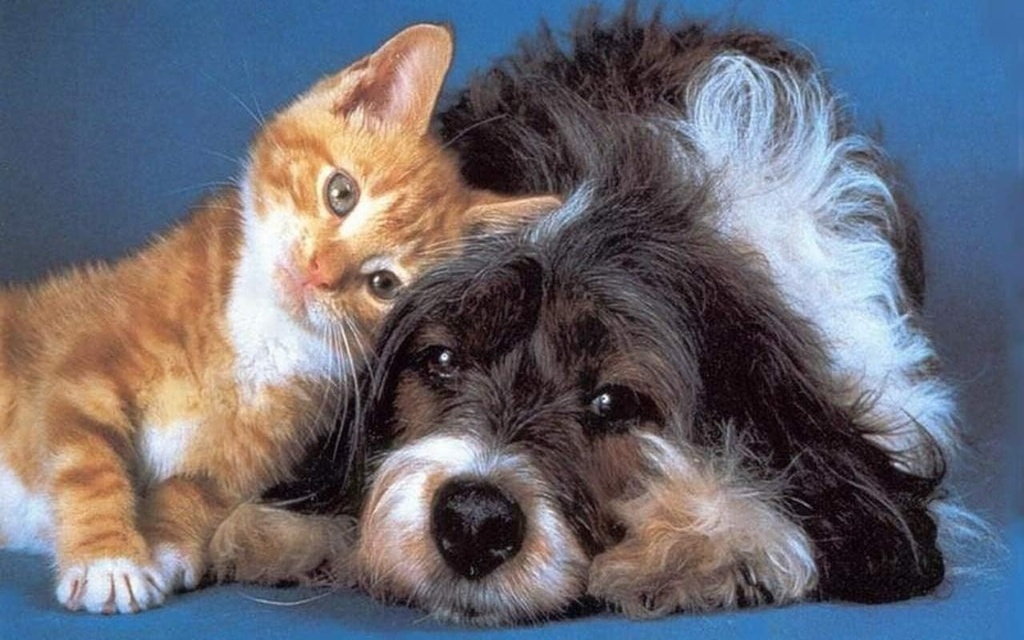 i-love-my-pets-llc-dog-immune-system-boo-3.jpg