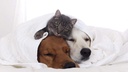 i-love-my-pets-llc-dog-immune-supplement-4.jpg