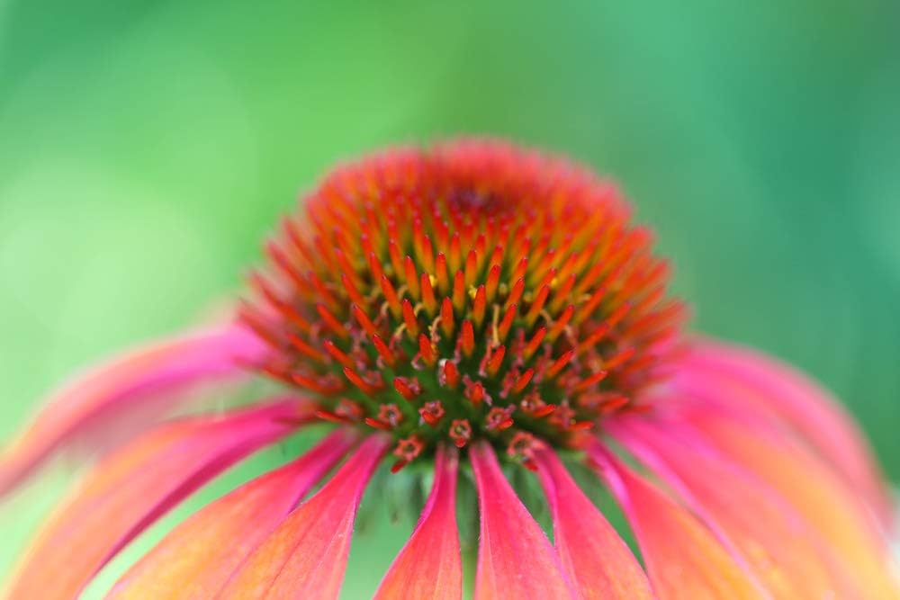 Cedar Bear Echinacea Super Immune Blend a Liquid Herbal Supplement That Boosts Your Immune System to Help Maintain White Blood Cell Activity and Other Immune Functions 1 Fl Oz 3