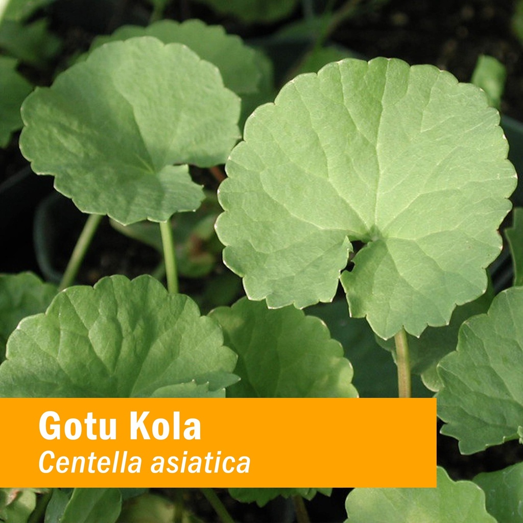 herb-pharm-certified-organic-gotu-kola-l-2.jpg
