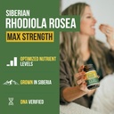 max-strength-siberian-rhodiola-rhodiola--2.jpg