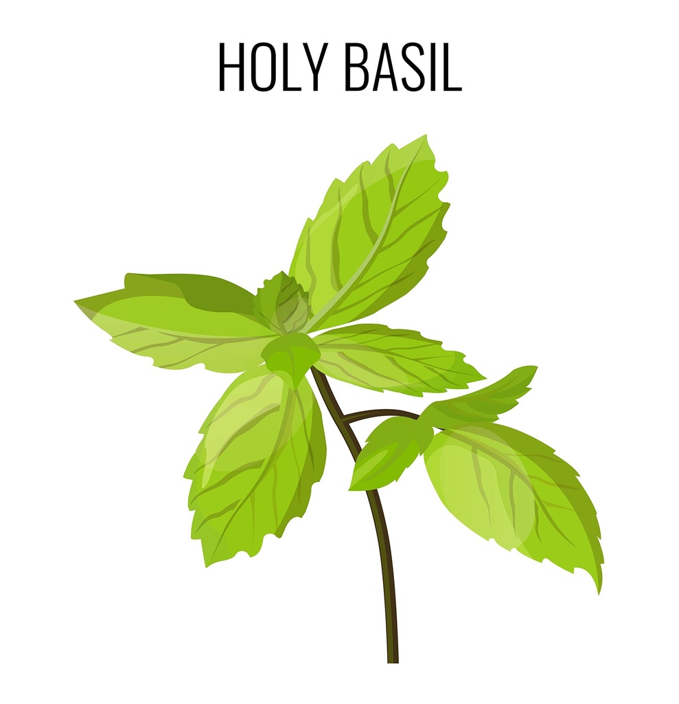 cedar-bear-holy-basil-leaf-a-liquid-herb-6.jpg