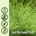 nature-s-answer-horsetail-herb-capsules--4.jpg