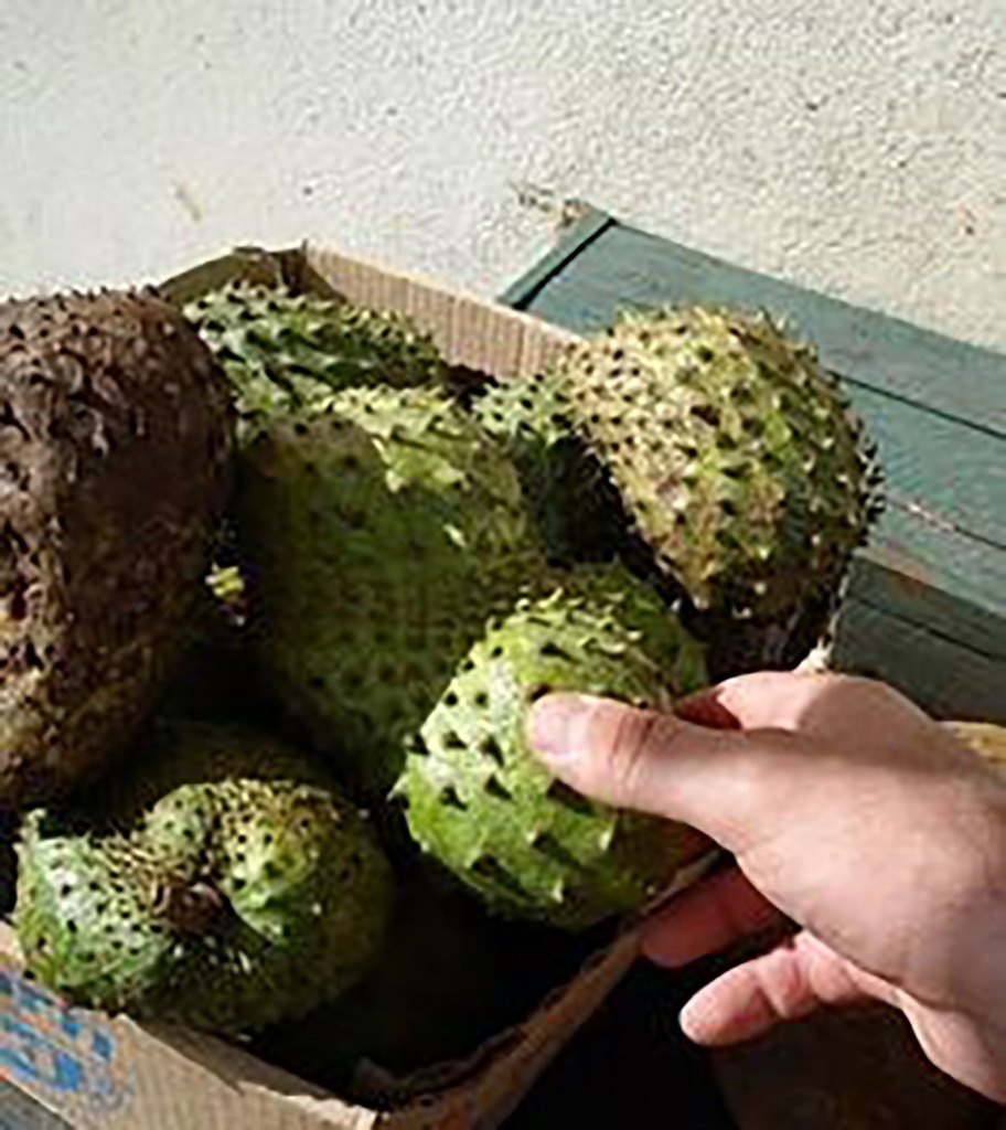 organic-graviola-liquid-soursop-extract--5.jpg