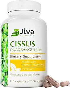Jiva Botanicals Cissus Quadrangularis Kapseln 550 mg - Hohe Potenz Cissus Pulver-Extrakt für normale Knochen Gesundheit und normale Gelenkunterstützung - 120 Kapseln (Pack von 1)