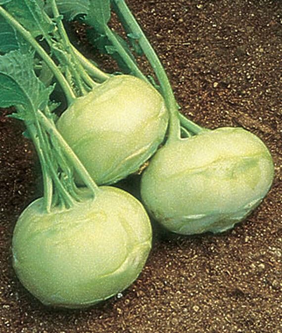 Willvine Kohlrabi, Early White Vienna 120 Seeds for Planting
