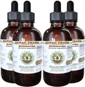 Echinacea Alkoholfreier Flüssigextrakt, Echinacea (Echinacea Angustifolia) Getrocknete Wurzel Glycerit Hawaii Pharm Natürliche Kräuterergänzung 4x4 oz