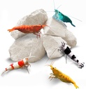 SunGrow Shrimp Rocks, Calcium, Magnesium Rocks für Krebs, Hermit Crab, Schnecken, Crustacean Care, Aquarium Dekor für Crystal Red, Amano und Ghost Shrimps, Nano Tank Zubehör, Fish Tank Supplies