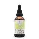 Cryptolepis Alcohol-Free Natural Tincture Extract, Immune System Booster, Liquid Drops Made from 100% Cryptolepis (Cryptolepis sanguinolenta) Dried Root (2 fl oz)