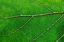 Geweihfarmen – 100% natürliche 12,000 mg flüssige Chlorophyll Tropfen, Konzentrat Extrakt 2-8X Stärker, 60 Portionen, 2 Unzen - Immununterstützung, Energie Booster, Detox, Frische Minze Geschmack