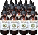 Echinacea Alkoholfreier Flüssigextrakt, Echinacea (Echinacea Angustifolia) Getrocknete Wurzel Glycerit Hawaii Pharm Natürliche Kräuterergänzung 15x4 oz