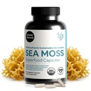 Atlantic Naturals Sea Moss Capsules mit Moringa, Ashwagandha, Black Seed Oil, Ginger & Ginseng – Atlantic Sea Moss Supplements für Männer und Frauen – für Daily Energy & Wellness Blend – 120 Count
